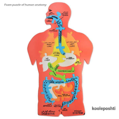 تصویر از پازل بدن (فومی)